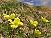 33 Accanto alla Gentiana acaulis inizia la fioritura di Pulsatilla alpina sulphurea (Anemone sulfureo)
